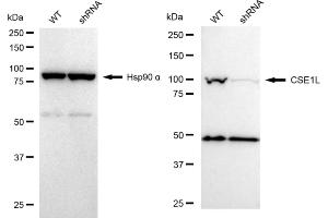 Western blotting analysis using CSE1L antibody (ABIN7798172). (Rekombinanter Exportin 2 Antikörper)