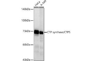 Western blot analysis of extracts of various cell lines, using CTP synthase/CTPS antibody (ABIN7266536) at 1:500 dilution. (CTP Synthase Antikörper)