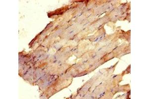 Immunohistochemistry of paraffin-embedded human skeletal muscle tissue using ABIN7175081 at dilution of 1:100 (USF1 Antikörper  (AA 3-310))
