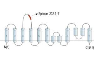 anti-Solute Carrier Family 1 Member 5 (SLC1A5) (2nd Extracellular Loop), (AA 202-217) antibody