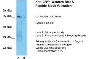 Host: Rabbit  Target Name: CRY1  Sample Tissue: Hela Whole cell  Lane A:  Primary Antibody Lane B:  Primary Antibody + Blocking Peptide Primary Antibody Concentration: 1 µg/mL Peptide Concentration: 5 µg/mL Lysate Quantity: 41 µg/laneGel Concentration:. (CRY1 Antikörper  (N-Term))
