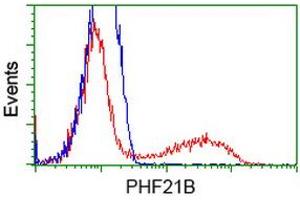 HEK293T cells transfected with either RC204284 overexpress plasmid (Red) or empty vector control plasmid (Blue) were immunostained by anti-PHF21B antibody (ABIN2454697), and then analyzed by flow cytometry. (PHF21B Antikörper)