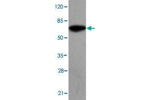 Western blot analysis of SMYD4 monoclonal antibody  at 1 : 2000 dilution interacts with recombinant SMYD4 protein with a GST tag. (SMYD4 Antikörper  (C-Term))