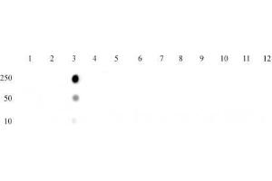 Histone H4K8ac antibody (mAb) tested by dot blot analysis.