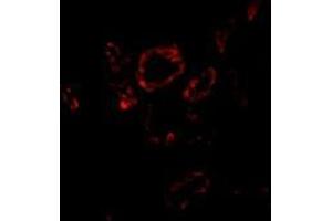 Immunofluorescence of Slug in human kidney tissue with this product at 20 μg/ml. (SLUG Antikörper  (Center))
