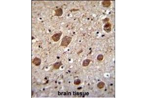 KCTD8 Antibody (C-term) (ABIN655546 and ABIN2845055) immunohistochemistry analysis in formalin fixed and paraffin embedded human brain tissue followed by peroxidase conjugation of the secondary antibody and DAB staining. (KCTD8 Antikörper  (C-Term))