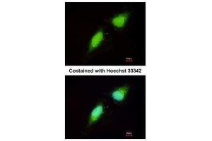 Immunofluorescence (IF) image for anti-Nerve Growth Factor Receptor (TNFRSF16) Associated Protein 1 (NGFRAP1) (Center) antibody (ABIN2855376)