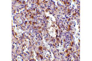 Immunohistochemistry (IHC) image for anti-ORAI Calcium Release-Activated Calcium Modulator 1 (ORAI1) (N-Term) antibody (ABIN1031496) (ORAI1 Antikörper  (N-Term))