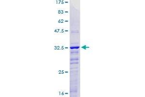 KLF2 Protein (AA 263-350) (GST tag)