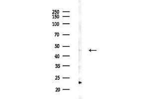 Western blot analysis of lysates from HepG2 cells(heat-shock,45 min treatment), using OAT Antibody at 1/1000 dilution.