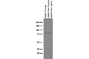 Immunoblot on adult rat brain membranes. (STRN4 Antikörper  (AA 42-354))