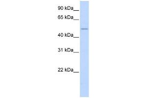Western Blotting (WB) image for anti-Wingless-Type MMTV Integration Site Family, Member 2B (WNT2B) (N-Term) antibody (ABIN2776722)