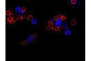 Immunofluorescence (IF) image for anti-CD19 Molecule (CD19) antibody (Alexa Fluor 647) (ABIN2657659) (CD19 Antikörper  (Alexa Fluor 647))