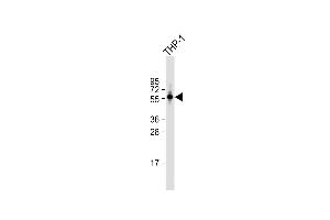 Anti-PDE1B Antibody (C-term) at 1:1000 dilution + THP-1 whole cell lysate Lysates/proteins at 20 μg per lane. (PDE1B Antikörper  (C-Term))