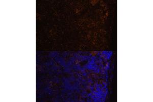 Immunofluorescence analysis of mouse spleen using CD86 Polyclonal Antibody (ABIN7266226) at dilution of 1:100 (40x lens). (CD86 Antikörper)
