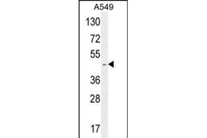 RBMX2 Antibody (C-term) (ABIN654753 and ABIN2844435) western blot analysis in A549 cell line lysates (35 μg/lane). (RBMX2 Antikörper  (C-Term))