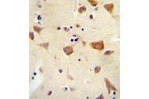 Immunohistochemistry analysis in formalin fixed and paraffin embedded human brain tissue reacted with OR2Z1 Antibody (N-term) followed which was peroxidase conjugated to the secondary antibody and followed by DAB staining. (OR2Z1 Antikörper  (N-Term))