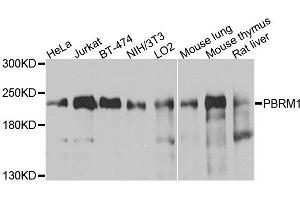 Western blot analysis of extracts of various cells, using PBRM1 antibody.