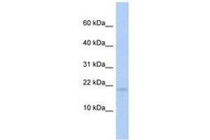 Image no. 1 for anti-Rieske (Fe-S) Domain Containing (RFESD) (AA 35-84) antibody (ABIN6743850) (RFESD Antikörper  (AA 35-84))