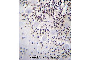 HIST1H2AB Antibody (N-term) (ABIN656986 and ABIN2846169) immunohistochemistry analysis in formalin fixed and paraffin embedded human cerebellum tissue followed by peroxidase conjugation of the secondary antibody and DAB staining. (HIST1H2AB Antikörper  (N-Term))