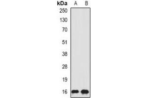 Western blot analysis of SRP19 expression in HepG2 (A), MCF7 (B) whole cell lysates. (SRP19 Antikörper)