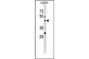 Western blot analysis of PLEKHO2 Antibody (N-term) in U251 cell line lysates (35ug/lane). (PLEKHO2 Antikörper  (N-Term))