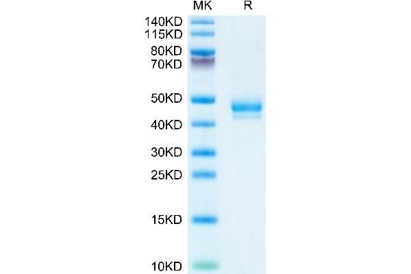 GIP Protein (AA 22-93) (Fc Tag)