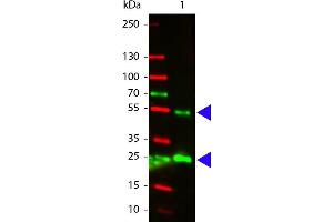 Western Blot of Atto 532 conjugated Rabbit anti-Goat IgG antibody. (Kaninchen anti-Ziege IgG (Heavy & Light Chain) Antikörper (Atto 532) - Preadsorbed)