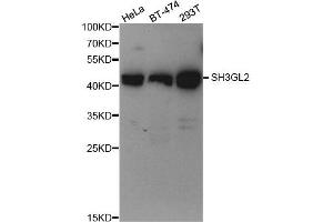 Western Blotting (WB) image for anti-Endophilin-A1 (SH3G2) antibody (ABIN1876902)