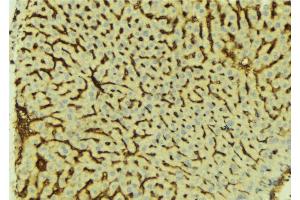 ABIN6276609 at 1/100 staining Mouse liver tissue by IHC-P. (ATP6AP1 Antikörper  (Internal Region))