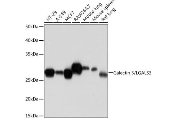 Galectin 3 Antikörper