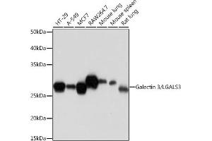 Western blot analysis of extracts of various cell lines, using Galectin 3/LG Rabbit mAb (ABIN7267337) at 1:1000 dilution. (Galectin 3 Antikörper)