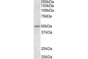 ABIN5539903 (0. (SYT9 Antikörper  (N-Term))