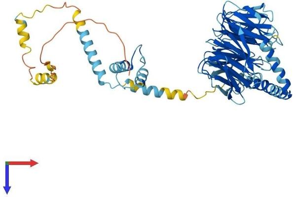 PRPF4 Protein (AA 1-522) (His tag)