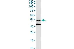 Western Blotting (WB) image for anti-Asparagine-Linked Glycosylation 5, Dolichyl-Phosphate beta-Glucosyltransferase Homolog (S. Cerevisiae) (ALG5) (AA 1-324) antibody (ABIN949237)