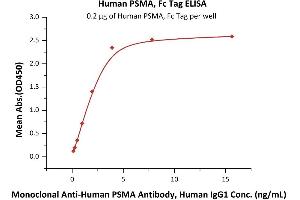 Immobilized Human PSMA, Fc Tag (ABIN6973203) at 2 μg/mL (100 μL/well) can bind Monoclonal A PSMA Antibody, Human IgG1 with a linear range of 0. (PSMA Protein (AA 44-750) (Fc Tag))