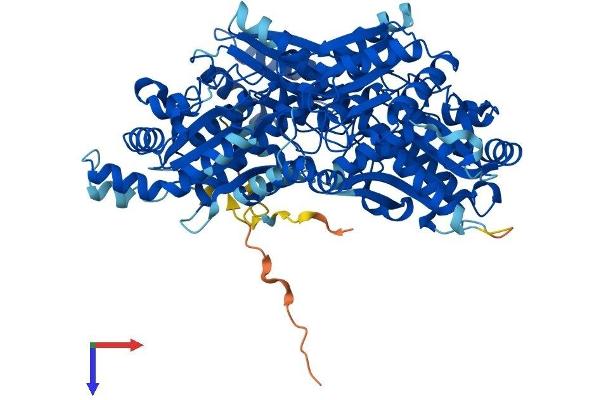 PFKP Protein (AA 1-784) (His tag)