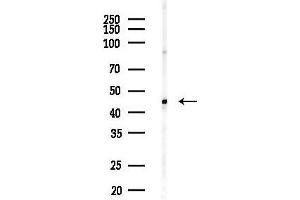anti-Adhesion Regulating Molecule 1 (Adrm1) (Internal Region) antibody