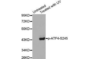 Western blot analysis of extracts from HeLa cells using Phospho-ATF4-S245 antibody (ABIN2987890). (ATF4 Antikörper  (pSer245))
