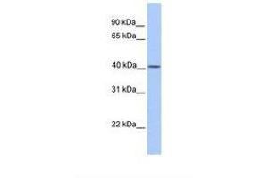 Image no. 1 for anti-Mitochondrially Encoded Cytochrome B (MT-CYB) (N-Term) antibody (ABIN6749746) (Cytochrome b Antikörper  (N-Term))