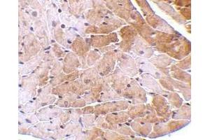 Immunohistochemical staining of CIDE-A in mouse heart tissue with CIDE-A antibody at 5μg/ml. (CIDEA Antikörper  (AA 200-214))