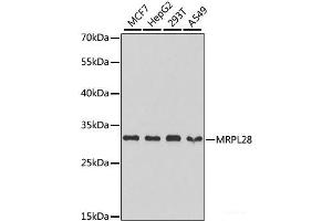 Western blot analysis of extracts of various cell lines using MRPL28 Polyclonal Antibody at dilution of 1:1000. (MRPL28 Antikörper)