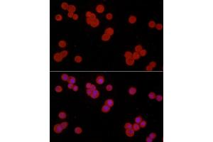Immunofluorescence (IF) image for anti-S100 Calcium Binding Protein A10 (S100A10) (AA 1-97) antibody (ABIN3015804)