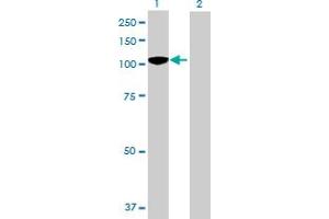 Western Blot analysis of BCOR expression in transfected 293T cell line by BCOR MaxPab polyclonal antibody.