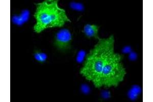 Image no. 1 for anti-Keratin 8 (KRT8) (AA 91-381) antibody (ABIN1491712)