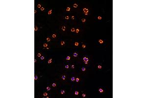 Immunofluorescence (IF) image for anti-Toll-Like Receptor 7 (TLR7) (AA 30-230) antibody (ABIN3021247)