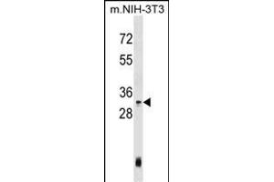 Mouse Hoxc4 Antibody (Center) (ABIN1537848 and ABIN2848939) western blot analysis in mouse NIH-3T3 cell line lysates (35 μg/lane).