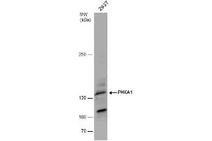 Western Blotting (WB) image for anti-phosphorylase Kinase, alpha 1 (Muscle) (PHKA1) (C-Term) antibody (ABIN2856675)
