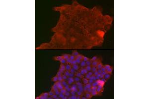 Immunofluorescence analysis of A-431 cells using PIGR Rabbit pAb (ABIN6128562, ABIN6145618, ABIN6145620 and ABIN6221728) at dilution of 1:150 (40x lens). (PIGR Antikörper  (AA 661-764))