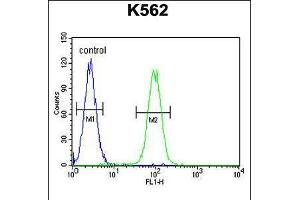 Flow cytometric analysis of K562 cells (right histogram) compared to a negative control cell (left histogram). (DDX11 Antikörper  (C-Term))